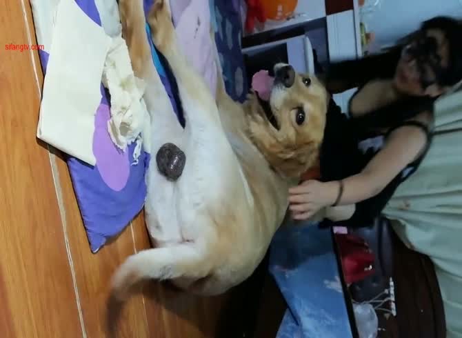 Dog sex videos in Qiqihar